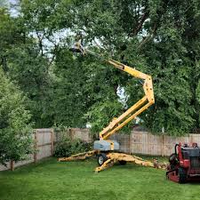 Best Tree Maintenance Programs  in Lawrencevle, IL